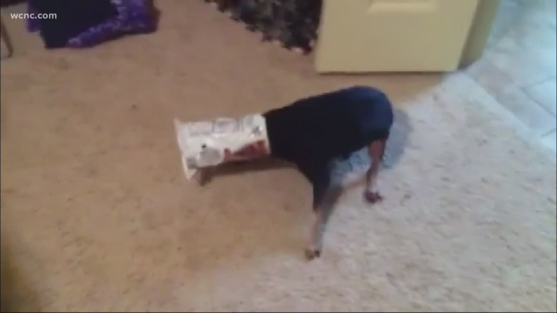 One dog owner came home from work Monday to discover her dog dead, his head inside an empty chip bag.