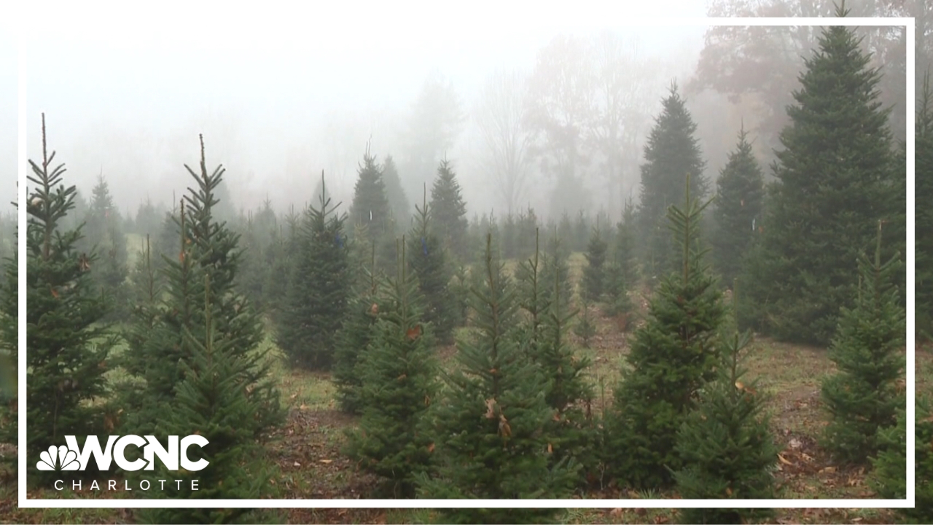 Cartner's Christmas Tree in Newland, NC was the winner of the National Christmas Tree Contest.