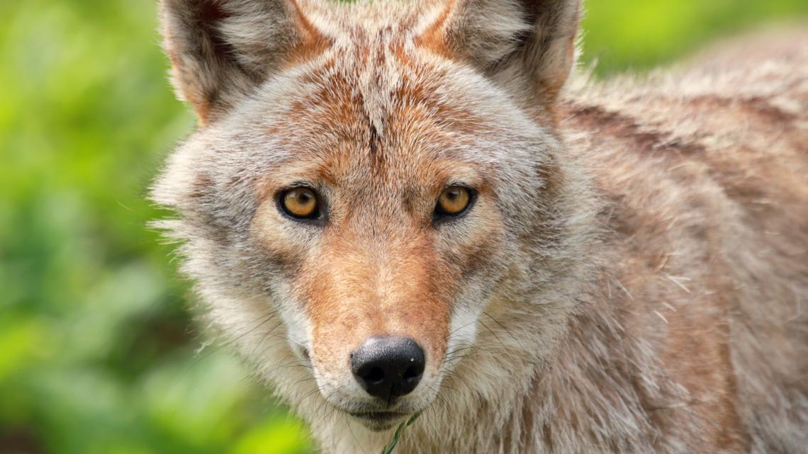 Rabid coyote attacks multiple people, dogs across several Gwinnett County neighborhoods - 11Alive.com