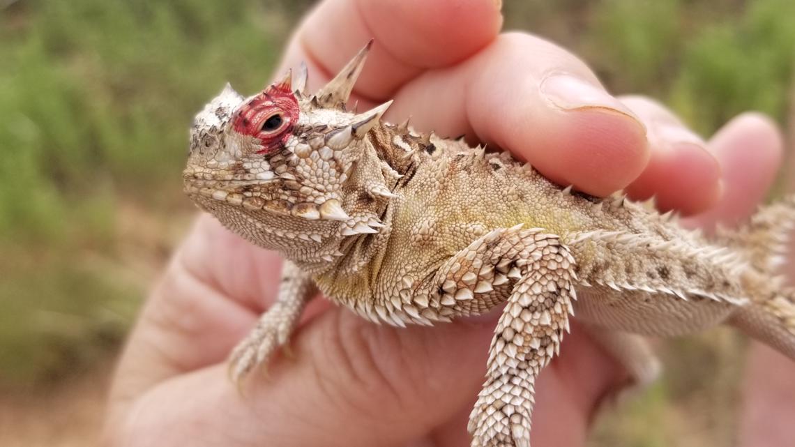 TCU mascot What is a horned frog National Championship Game