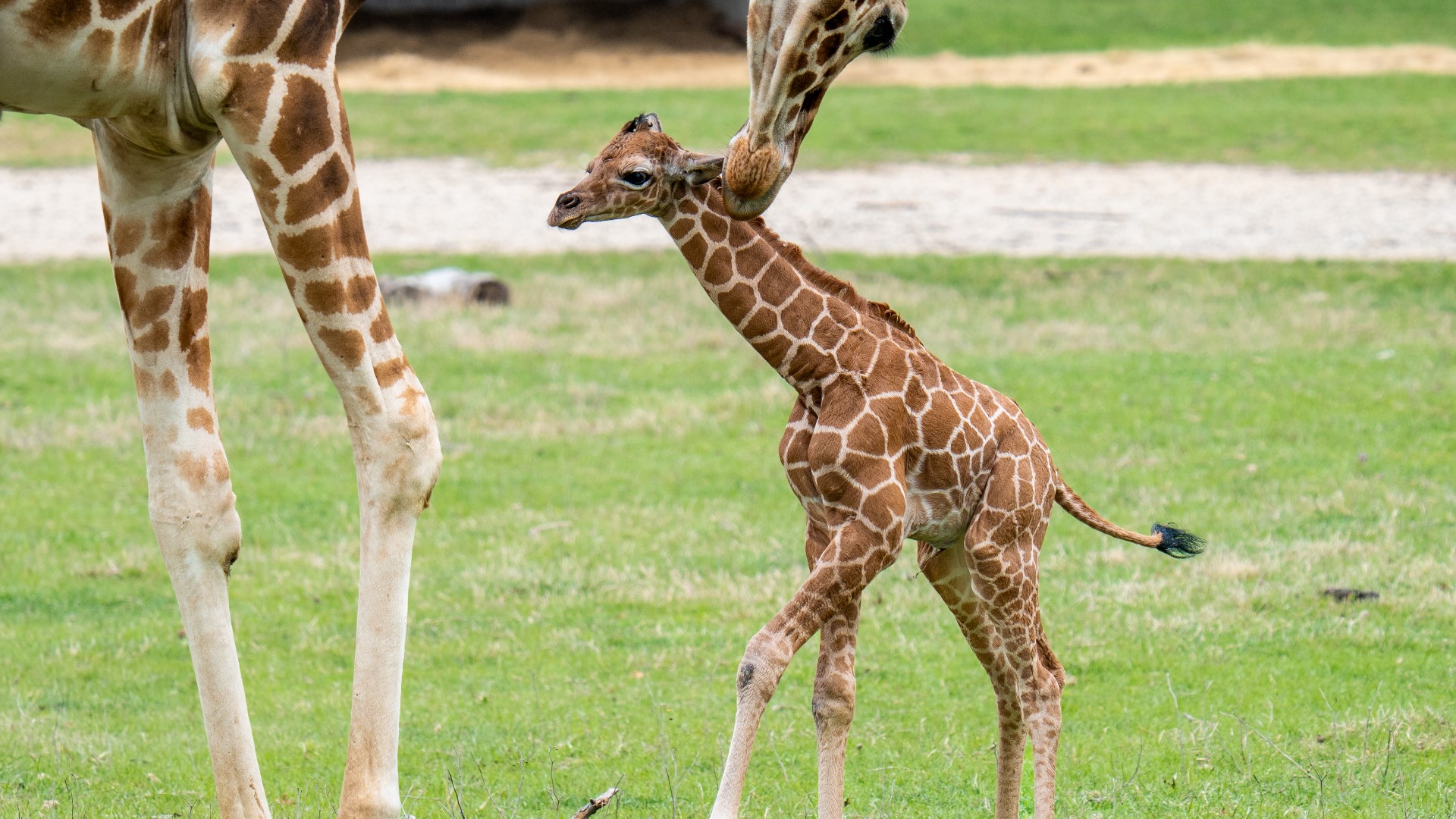 Fossil Rim Wildlife Center welcomes two new baby giraffes | 11alive.com