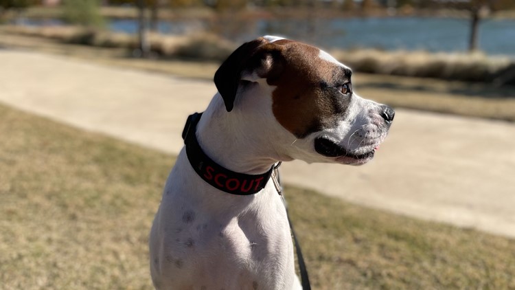 Doggone survivor: 3-year-old pup beats cancer twice