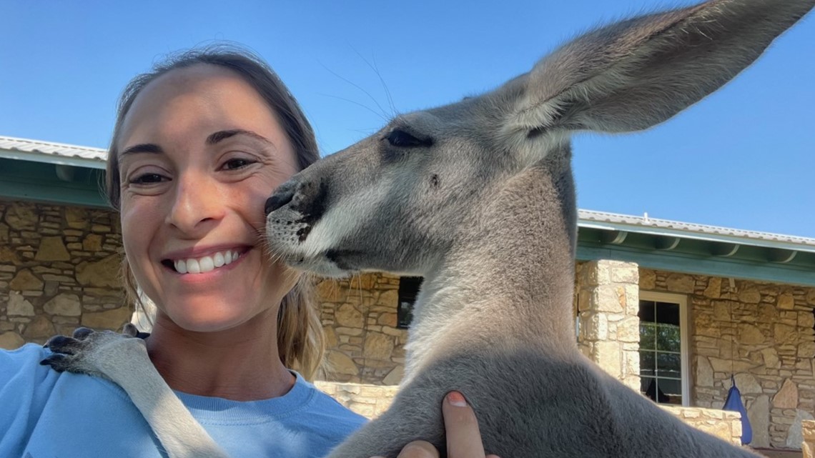 Missing Texas kangaroo Nigel returns home in Granbury - Vimarsana News