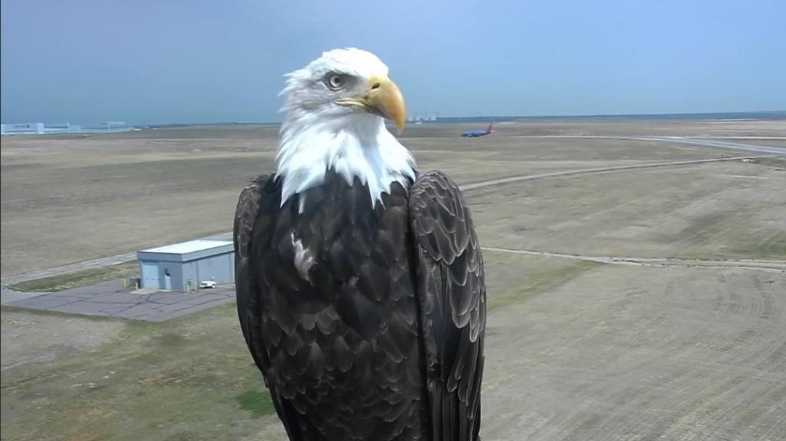 Harriet bald eagle cam | 11alive.com