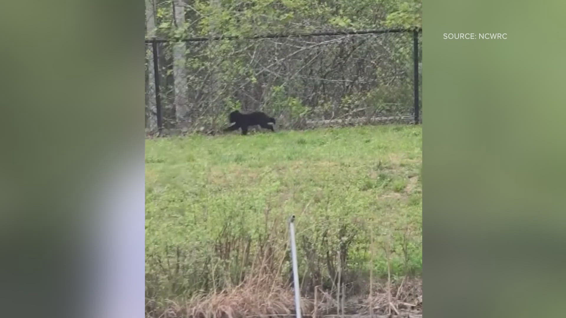 One of the bear cubs is in a rehab site. Wildlife officers never found the other cub.