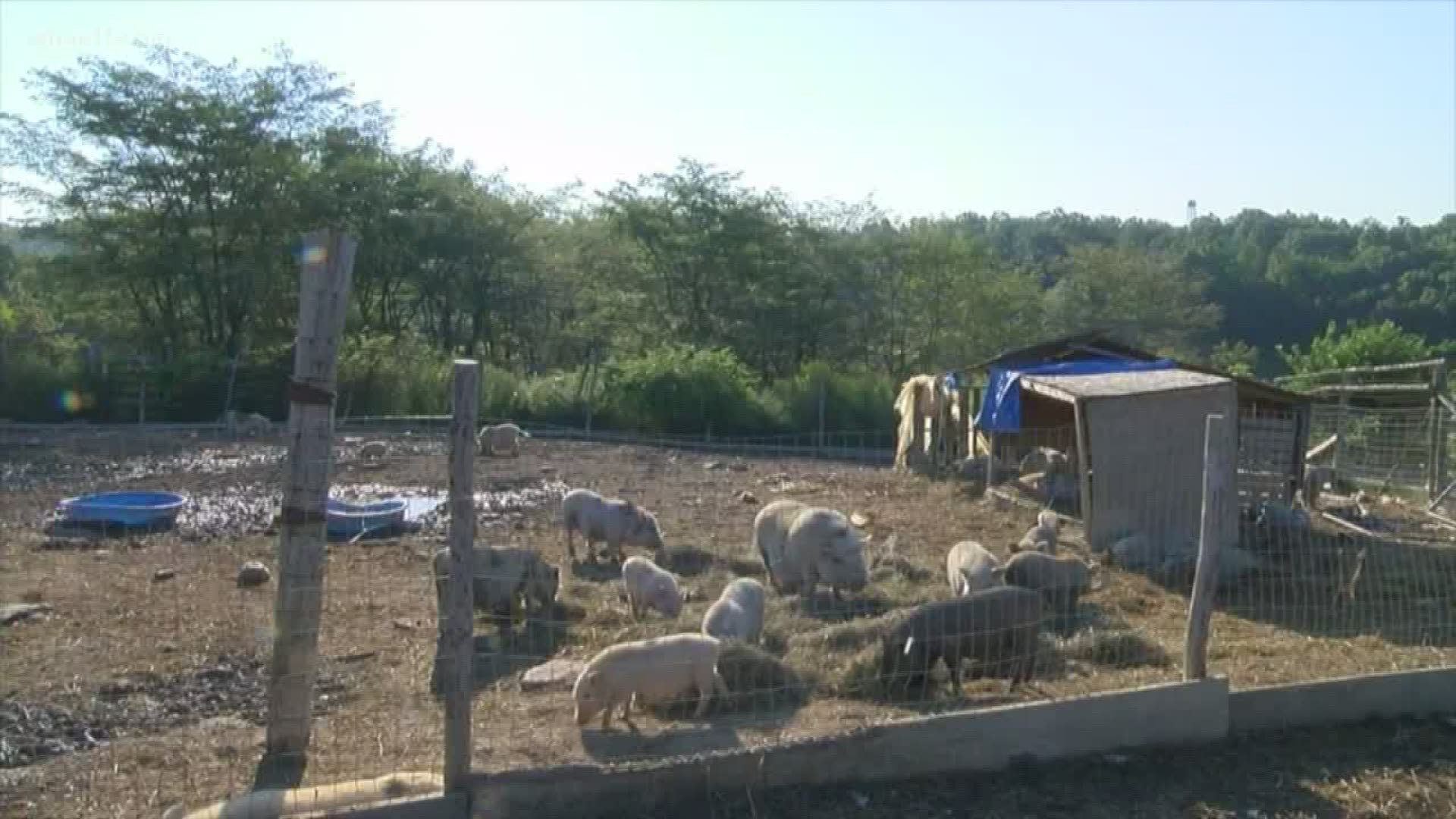 Groups work to find homes for rescued pigs