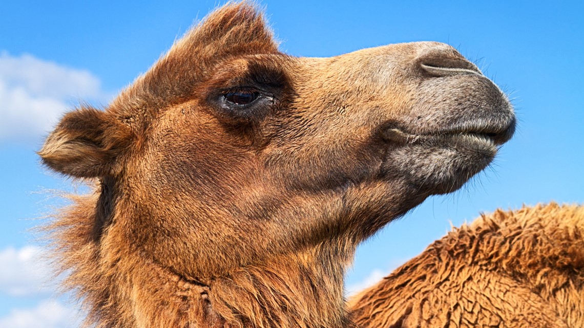 Deputies Camel sits on woman at Tiger Truck Stop in Grosse Tete