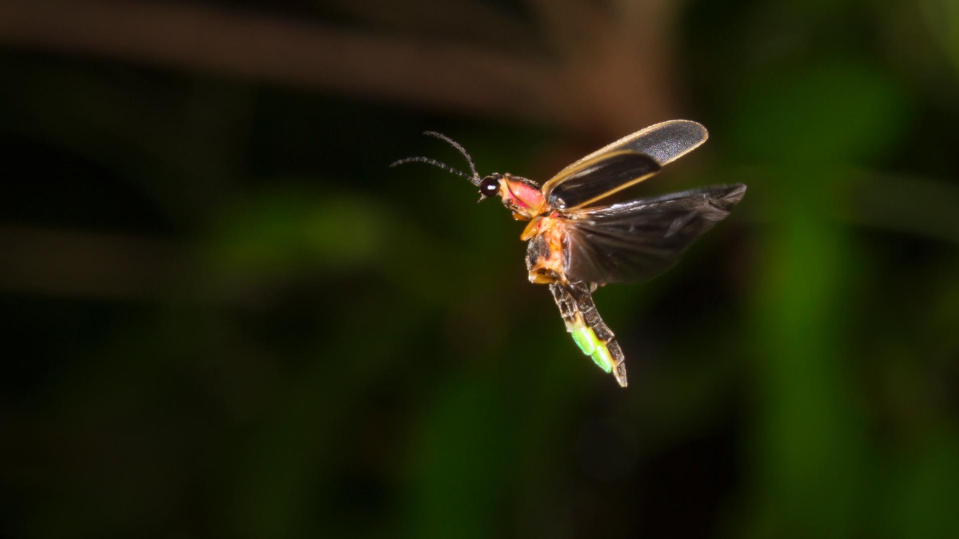 11Alive meteorologist Nicole Hartford speaks with UGA's Becky Griffin about the impact of fireflies on our community and what can be done to help save them.