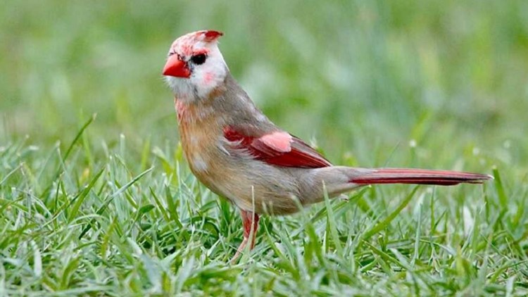 Rare, discolored cardinals spotted in Louisville | Check out the photos