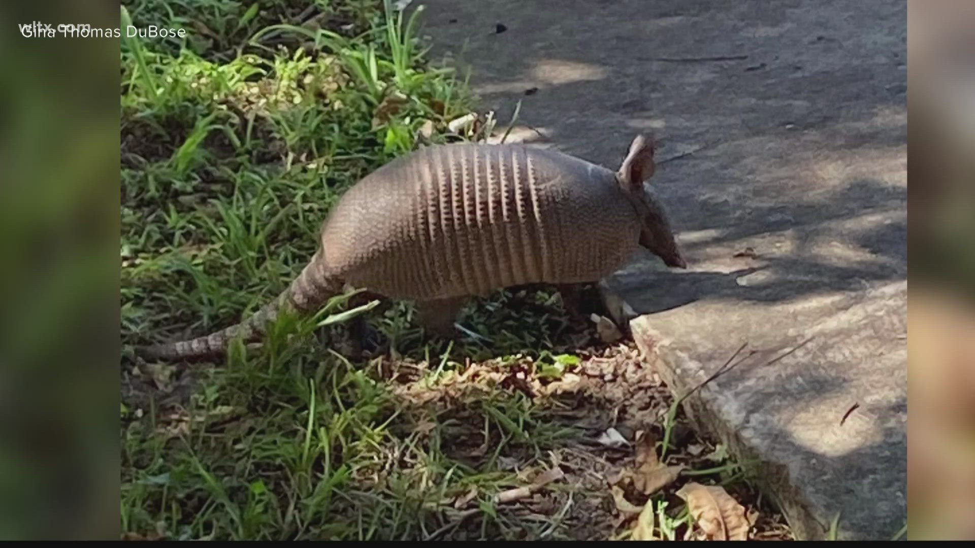 Armadillos are on the move in South Carolina and they're not going away any time soon.