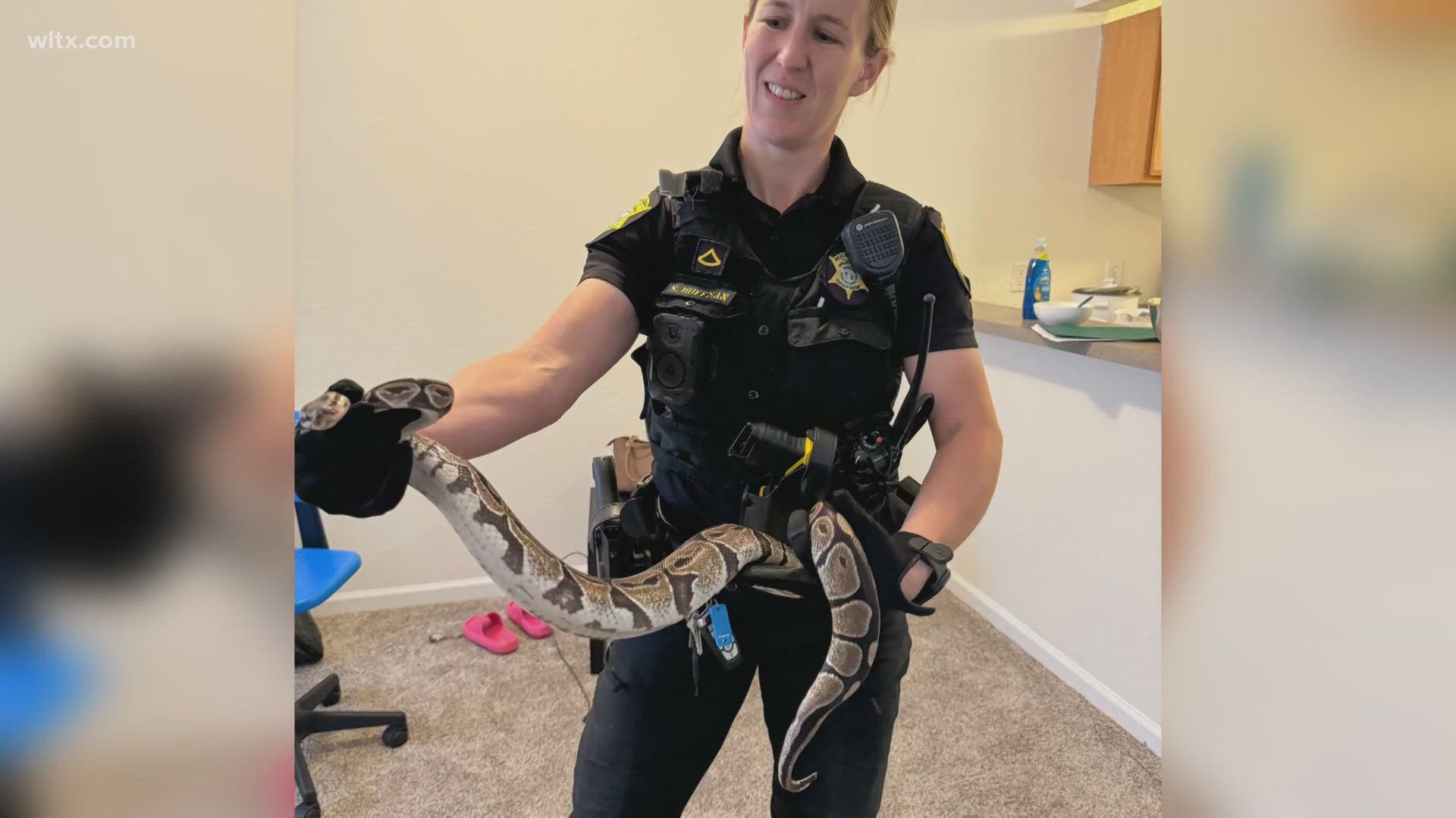 Ball Python Toilets South Carolina woman wakes to black python behind bathroom toilet ...