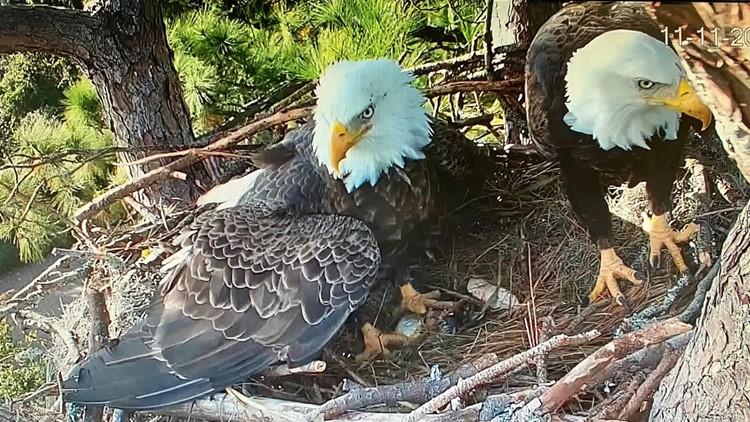 Eagles watching eggs on SC web cam named after historical figures