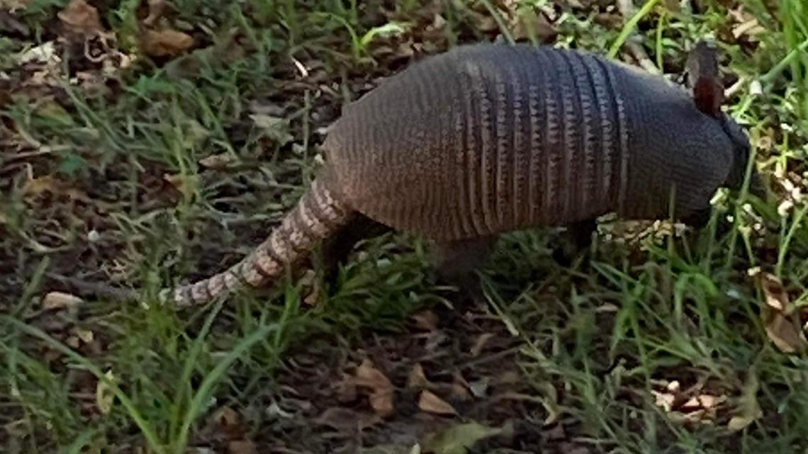Yes, armadillos are in South Carolina: What to know - Vimarsana News