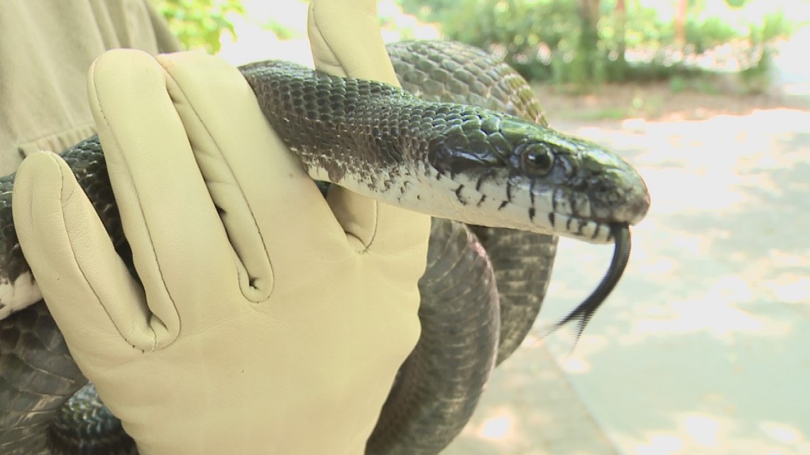 Yes, it is illegal to kill nonvenomous snakes in