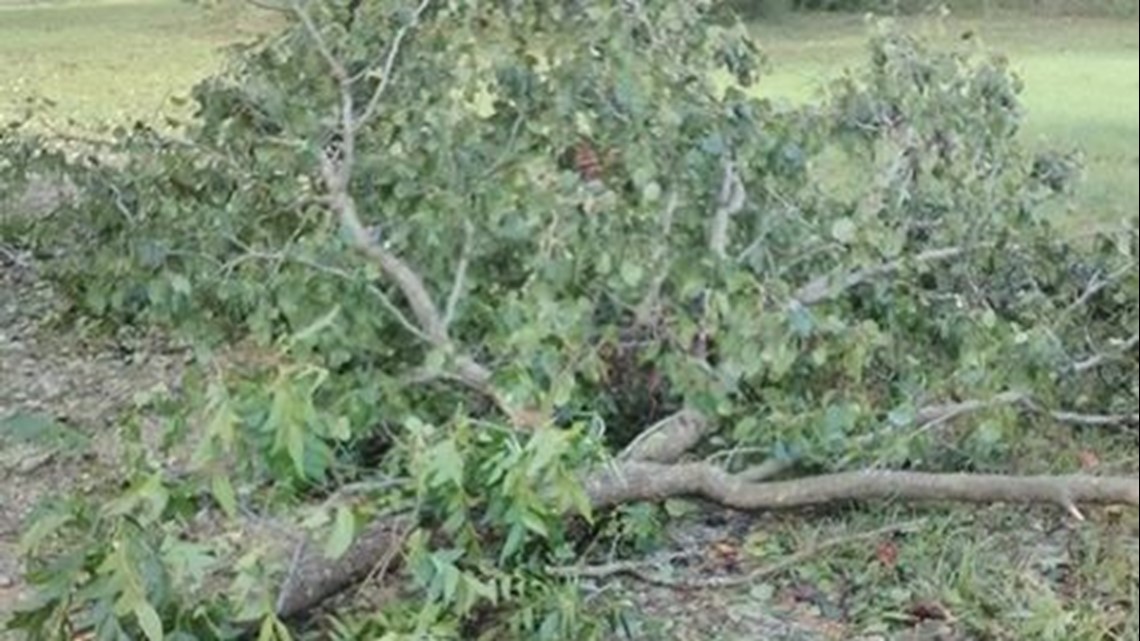 11-year-old girl killed by falling tree when Hurricane Michael hit ...