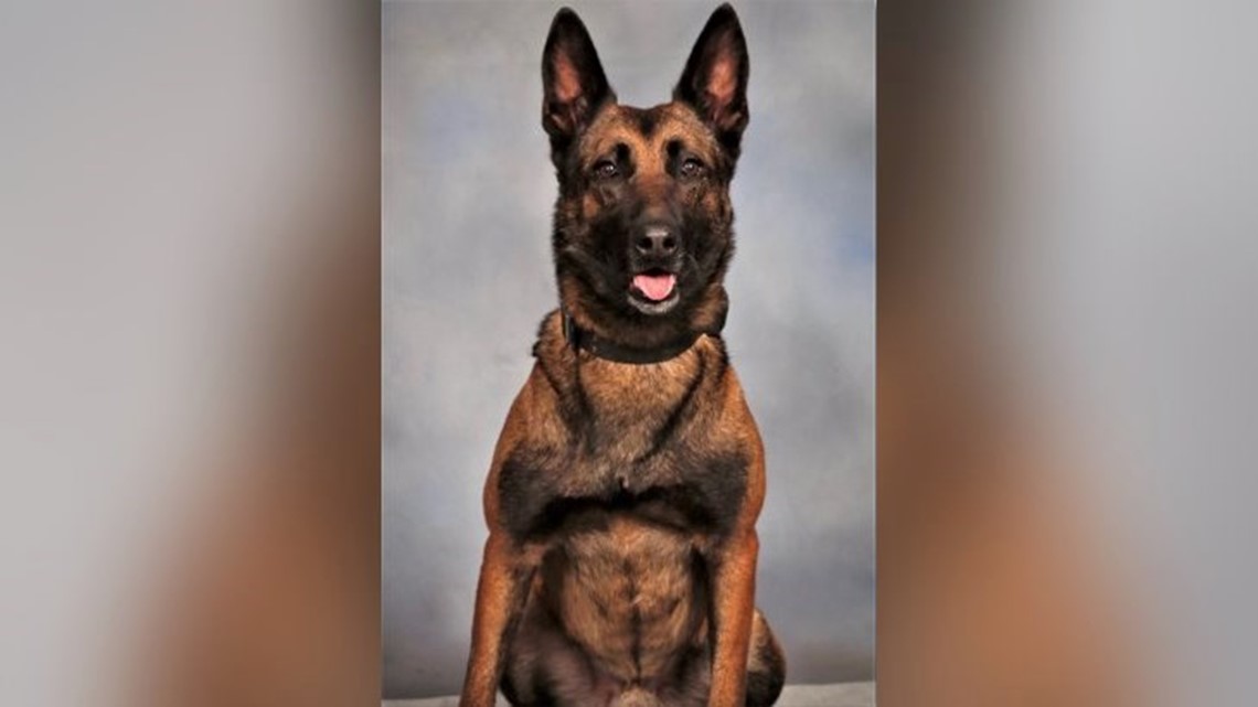 DeKalb K9 shot in face to receive award for his bravery | 11alive.com