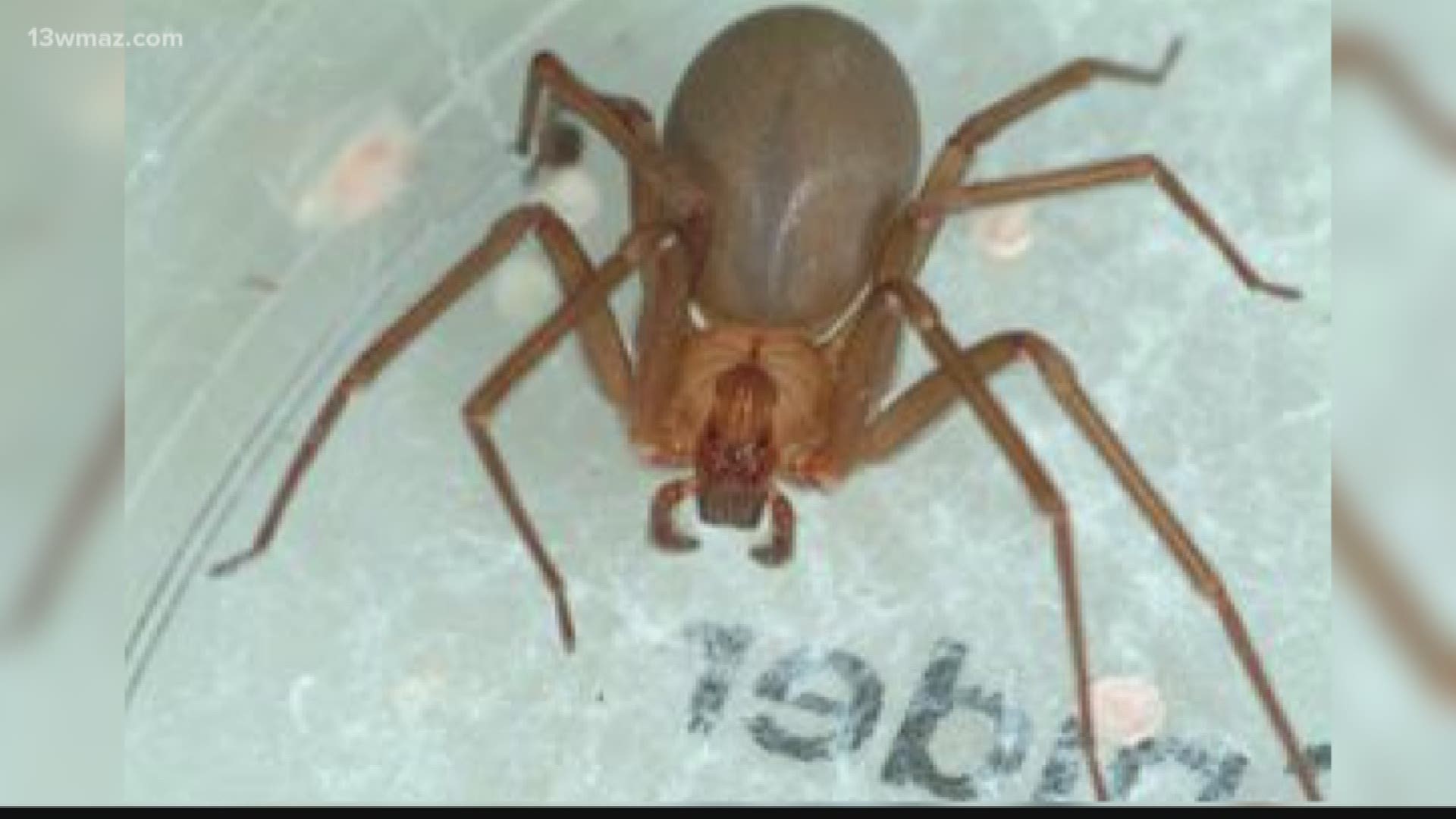 Brown Recluse Spider Bite - Very Dangerous