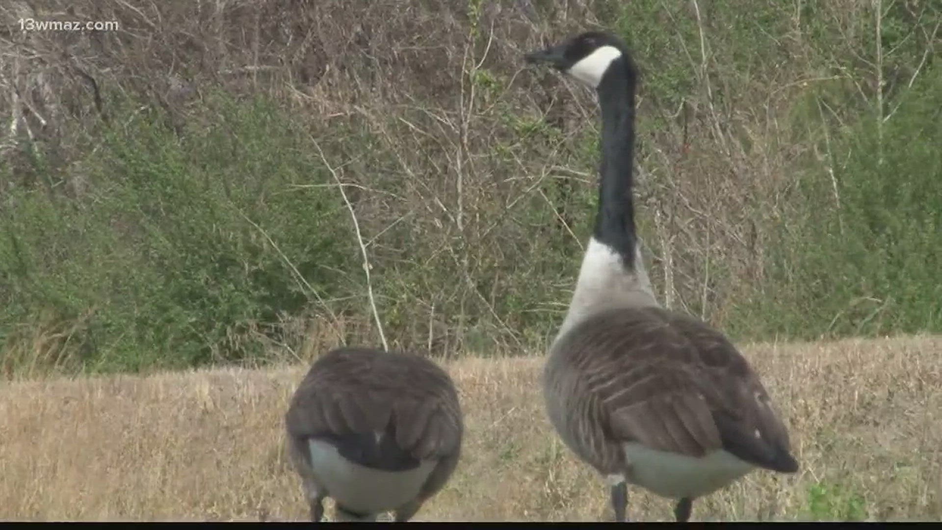 Ways to coax geese off your land