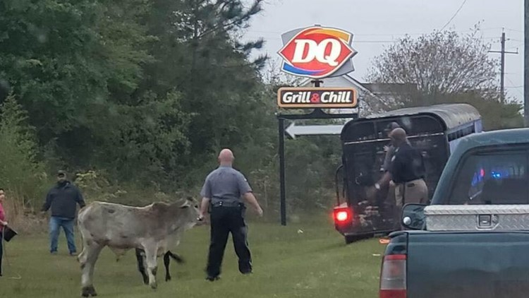 Udder nonsense: Telfair County deputies round up cows outside Dairy Queen