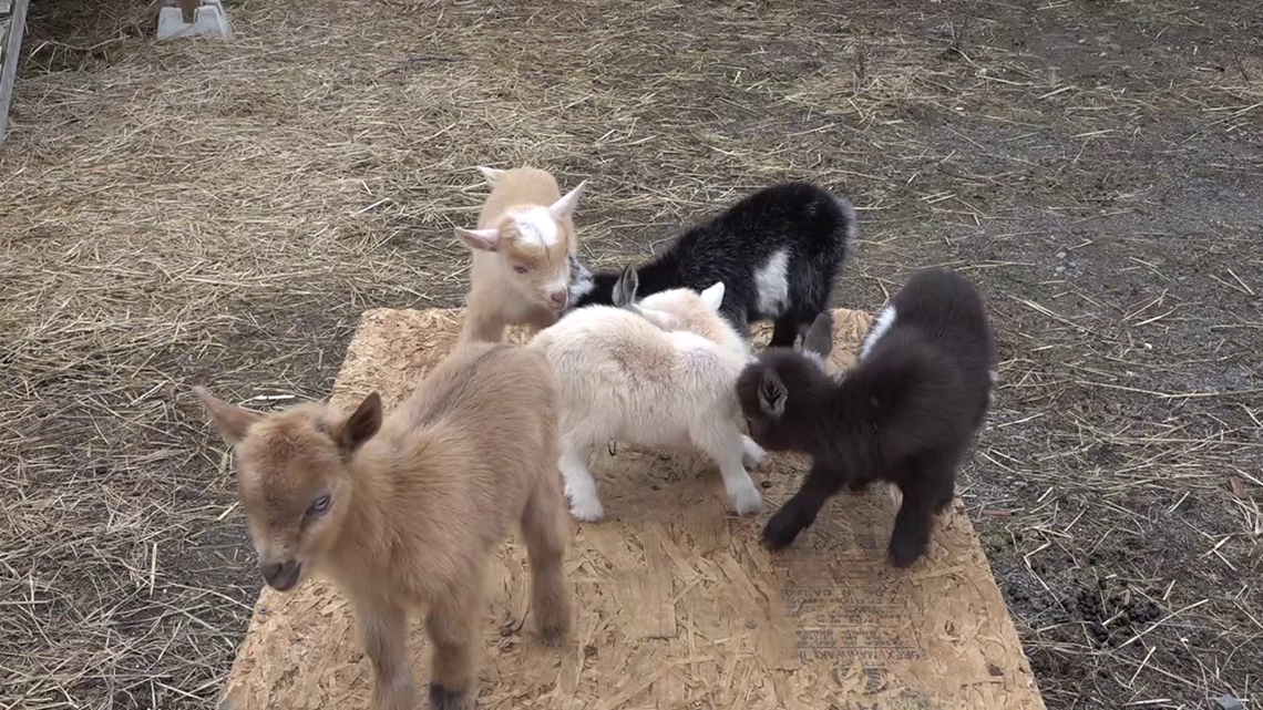Pennsylvania Nigerian Dwarf goat has quintuplets