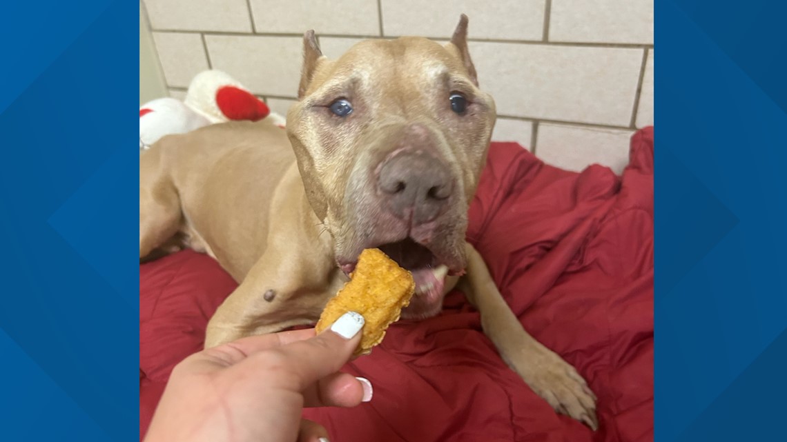 15yearold dog found neardeath in Lebanon County storm drain, now looking for a foster family