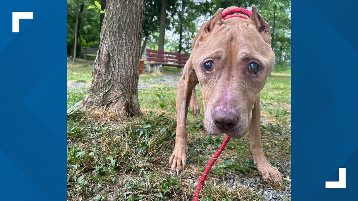 15yearold dog found neardeath in Lebanon County storm drain, now