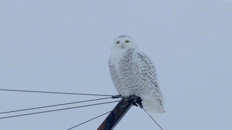 Rare snowy owl sightings in Pennsylvania