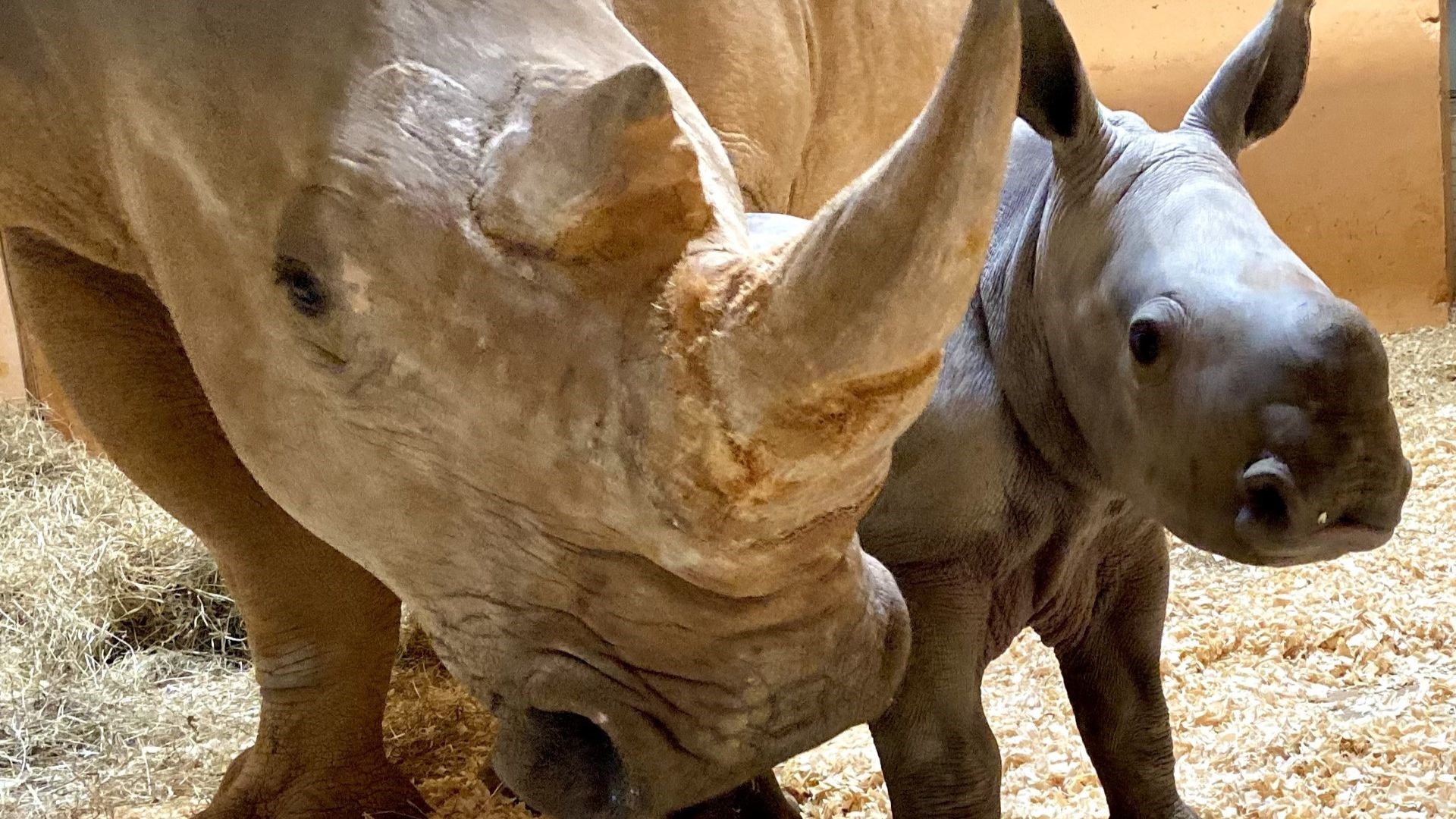 Gender First Southern White Rhino Revealed: Atl Zoo 