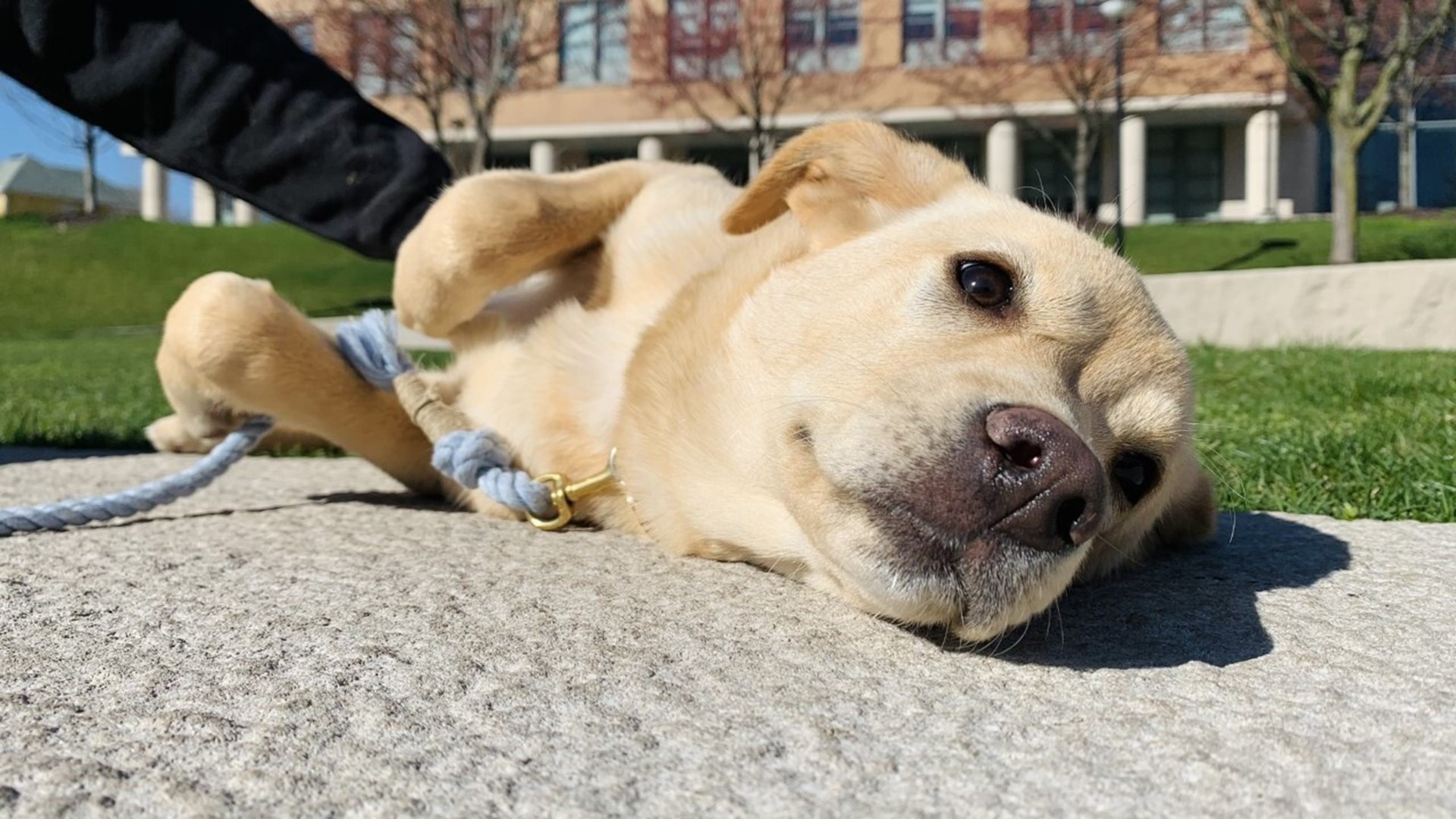 Indianapolis U.S. Marine Reunited with puppy he saved overseas ...