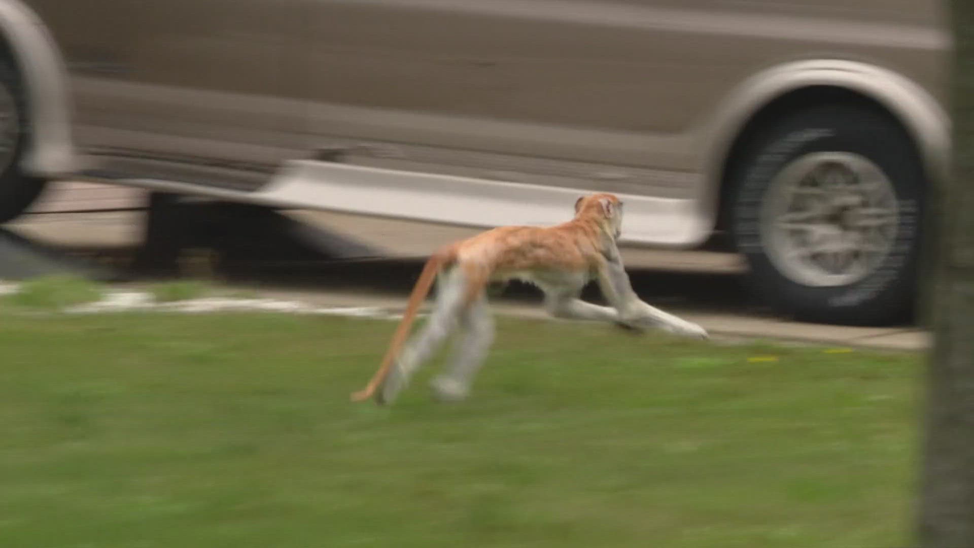 After a night on the run, a patas monkey, named Momo, is back with his owner. IMPD confirmed Momo was captured Thursday morning after it went in a vacant house.