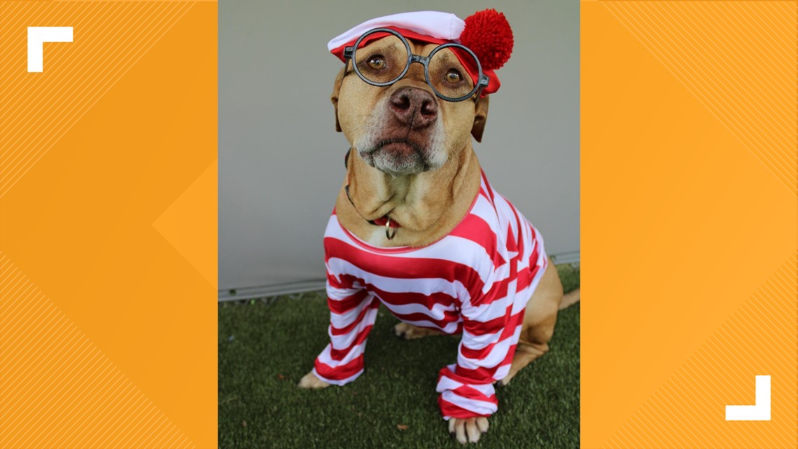 Dog with over 500 days in shelter sets out to find forever home