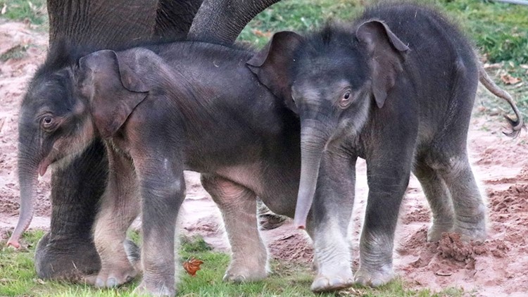 Endangered elephant delivers historic, 'miracle' twins at New York zoo