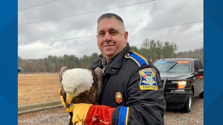 First responders rescue bald eagle in Connecticut