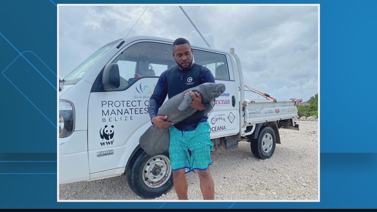 Employees from Clearwater Marine Aquarium rescue baby manatee in Belize