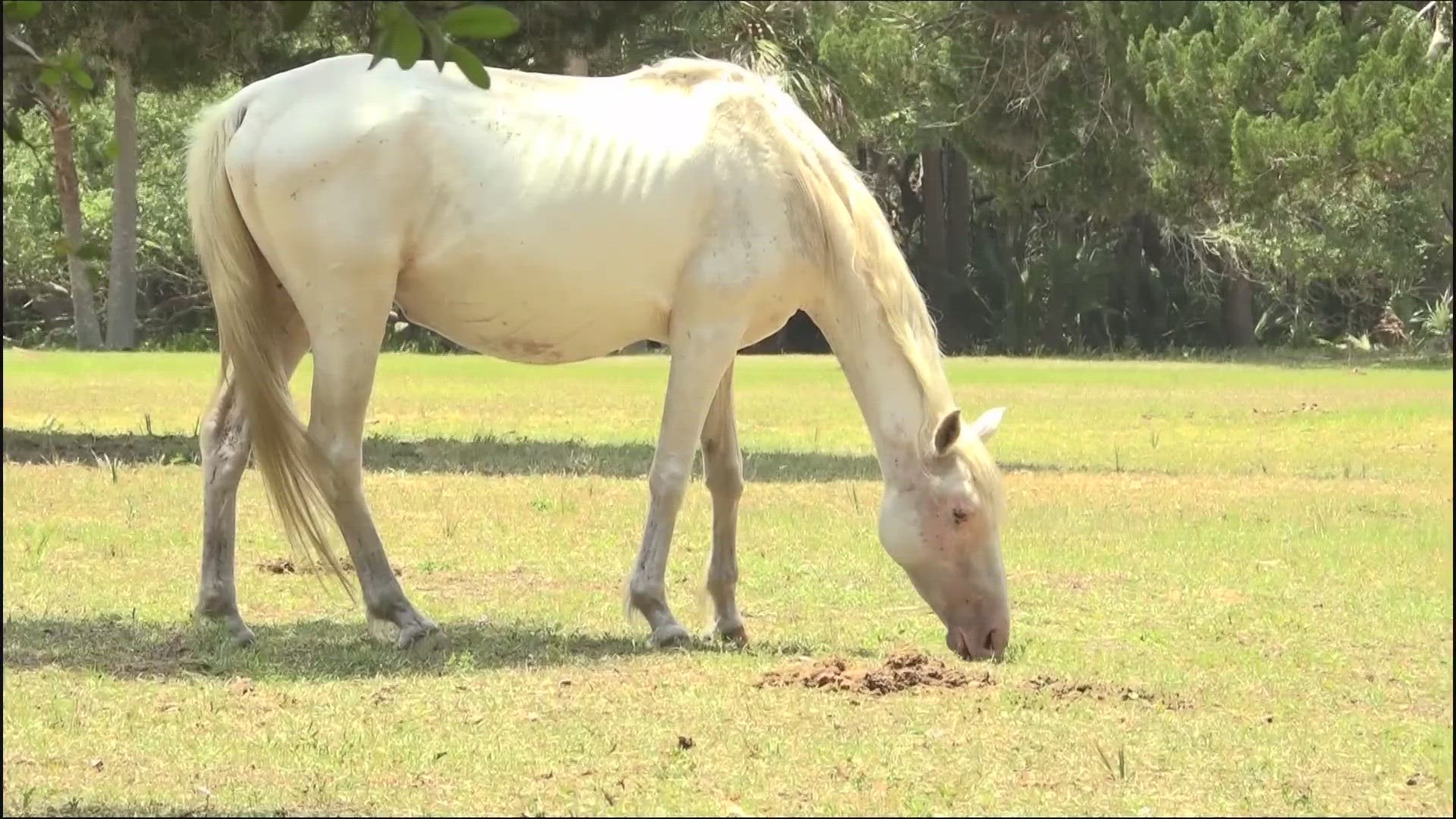 Island resident and horse advocates sue the National Park Service over treatment of feral horses.