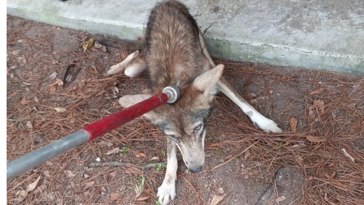Jacksonville man encounters coyote on apartment patio