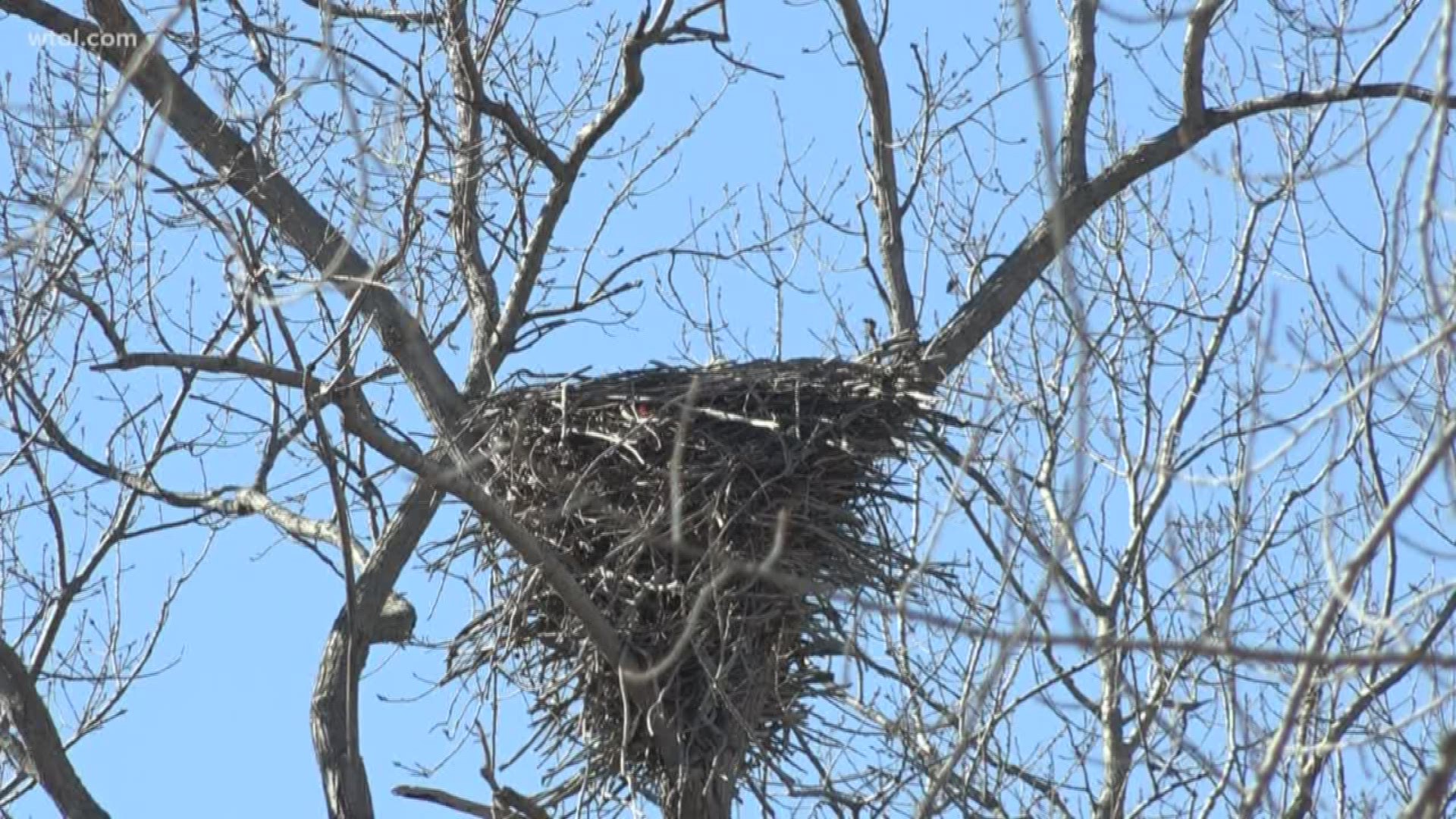 Statewide search to locate all bald eagle nests in Ohio