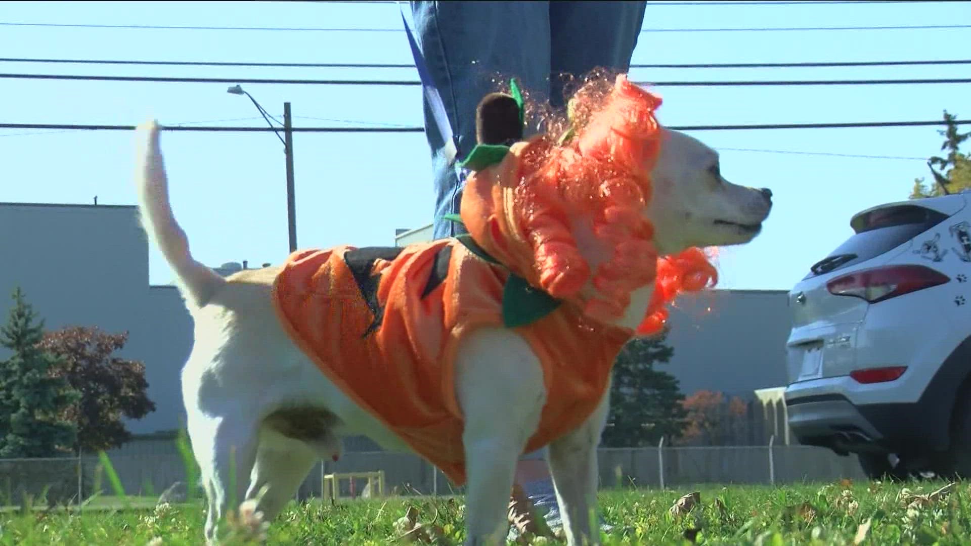 Three Dog Bakery hosted a pet costume contest and parade to benefit the Toledo Humane Society Saturday.