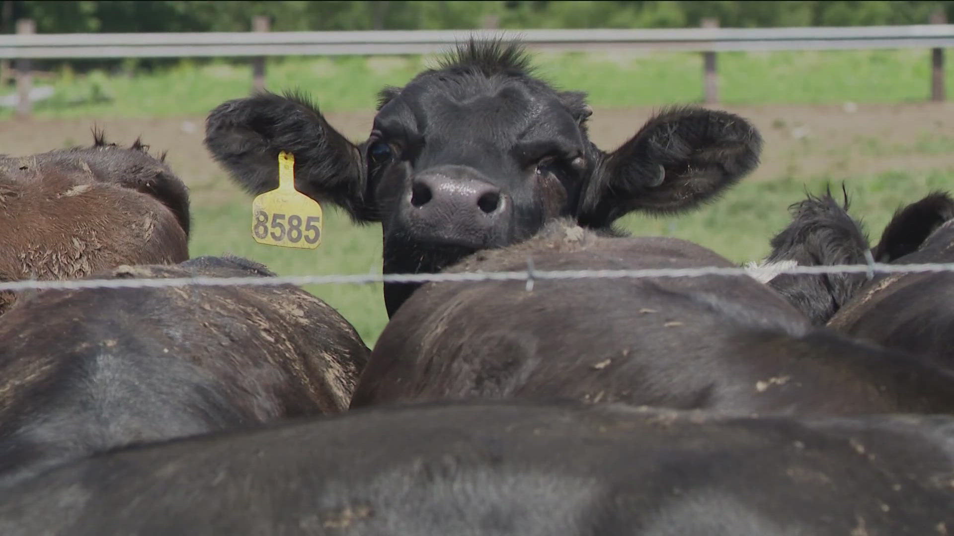 Environmentalists and an Amish farming community battle over cattle, manure and the protection of Lake Erie.