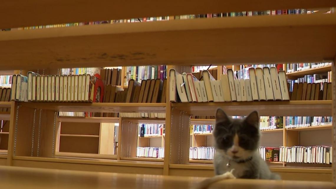 Benny the cat: Swanton Public Library's newest employee - Vimarsana News