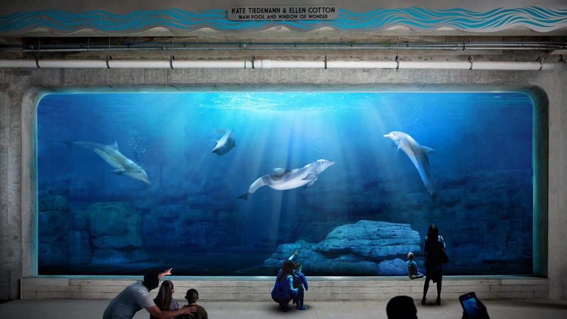 Clearwater marine aquarium webcam chinasalo