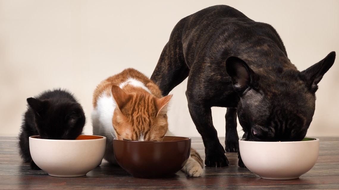 Georgia Hungry Dog bill | 11alive.com - Vimarsana News