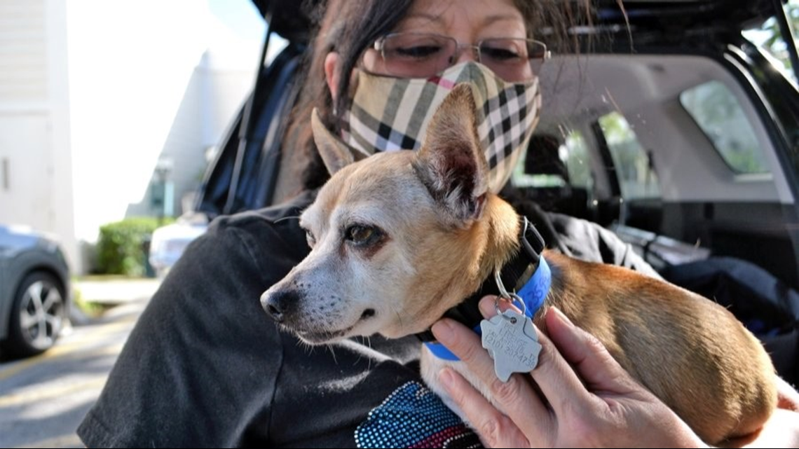Texas family drives to Florida for missing dog six years later ...