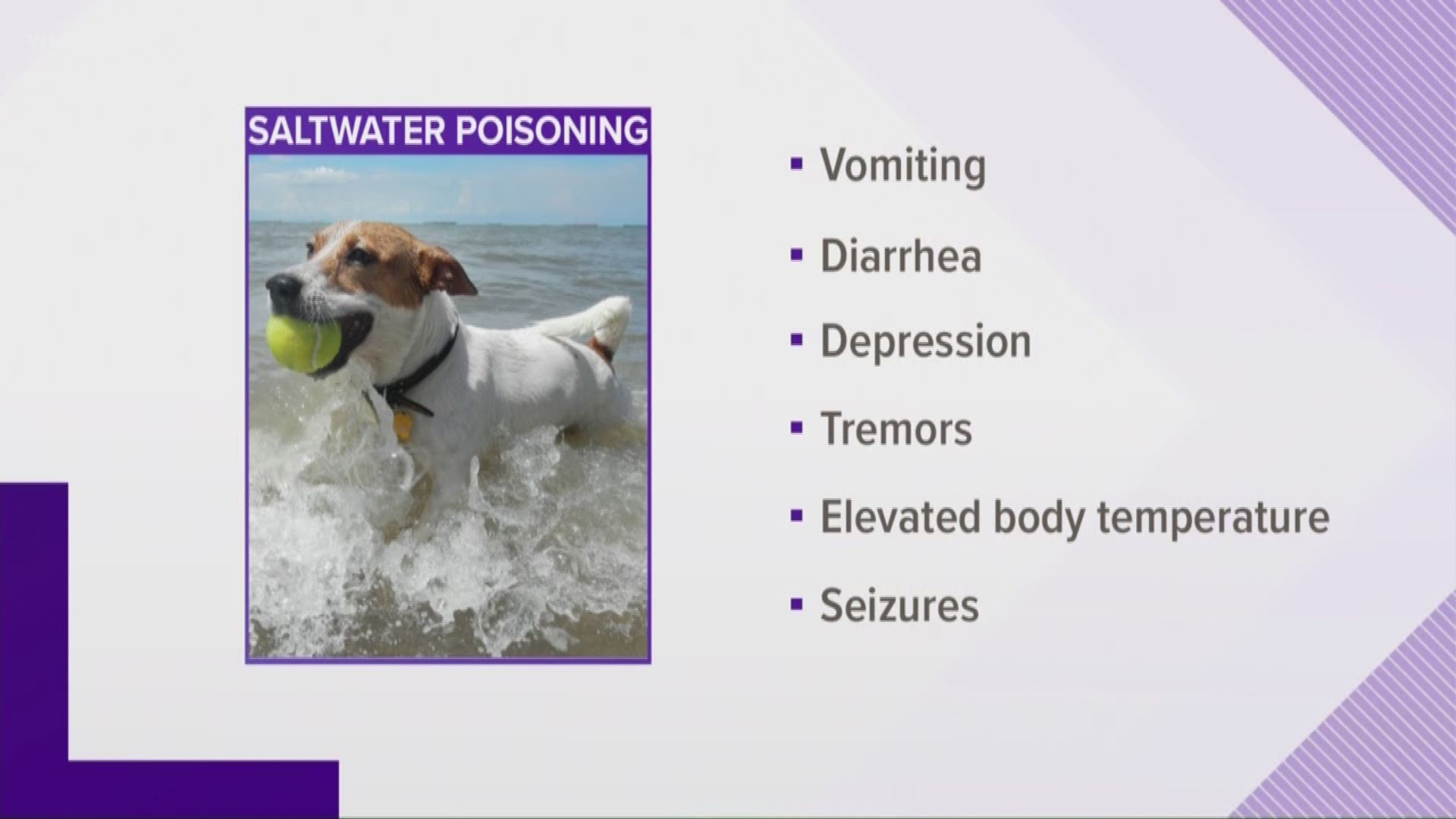 is salt water toxic to dogs