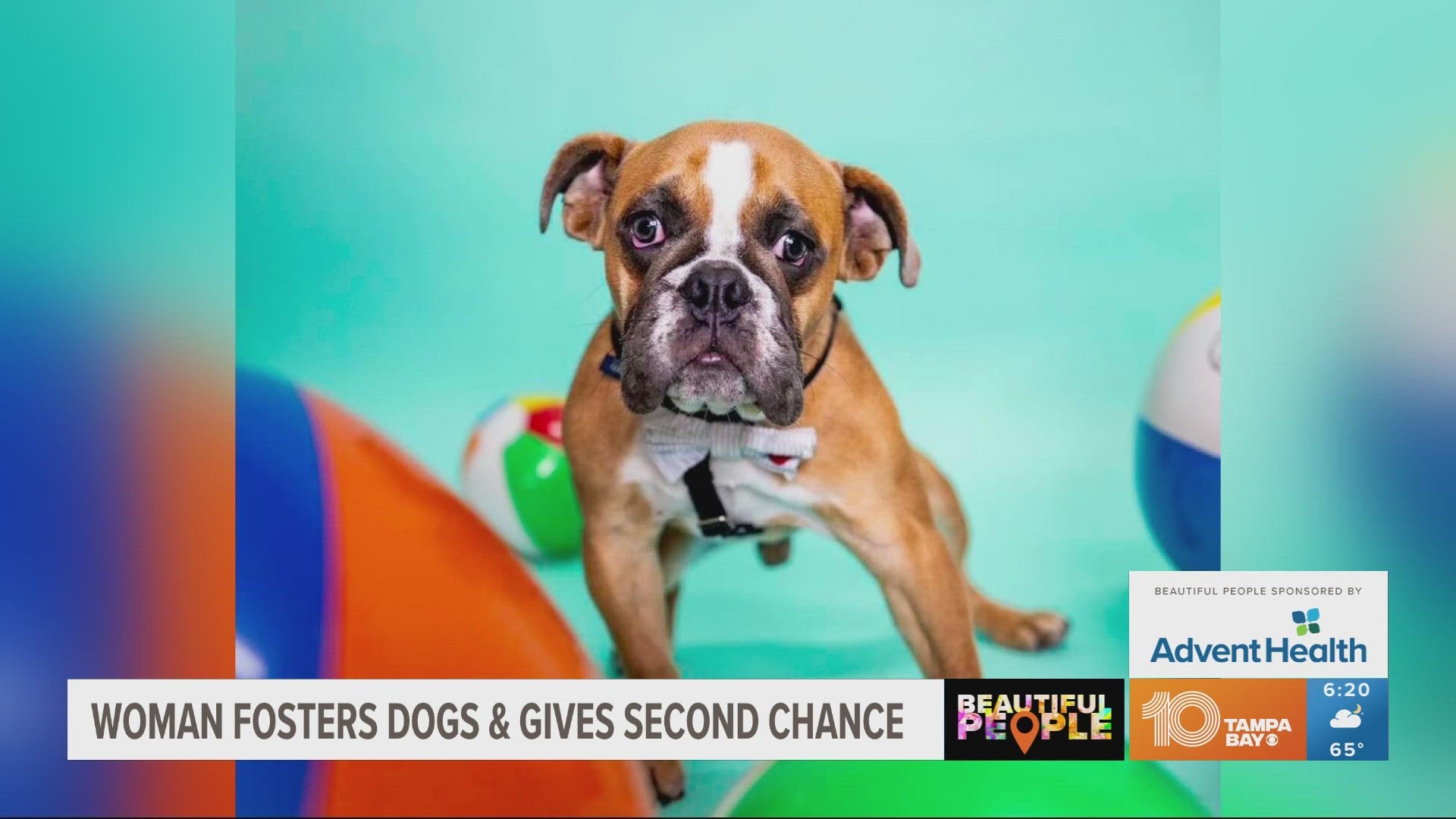 Karey Burek is a medical foster with the Suncoast Animal League. Get to know her special dogs and the rewards of giving sick animals their best life.