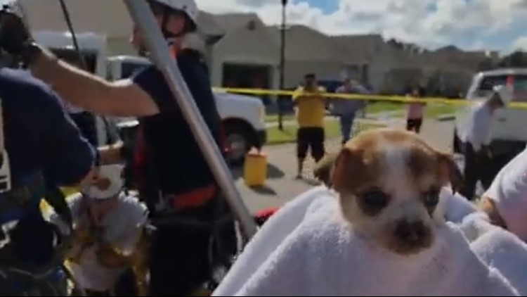 Winter Haven fire officials rescue puppy stuck in a storm drain