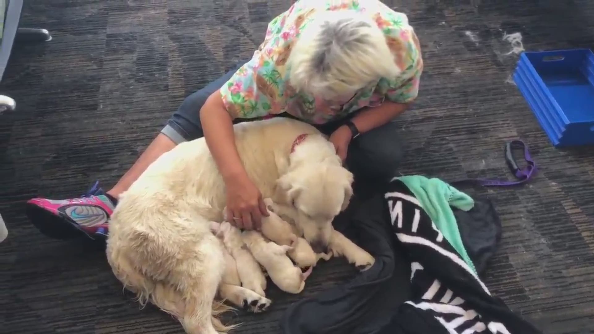 Doggie delivery! Service dog gives birth at TIA gate 