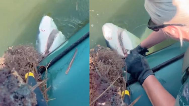'Live to see another day': Shark caught in crab trap set free by deputies