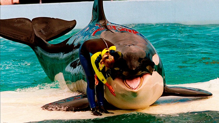 Orca Lolita may return to wild after 52 years in captivity