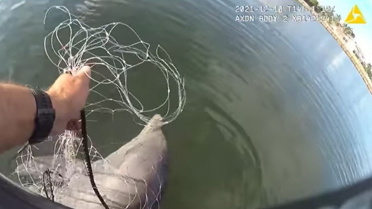 'It's okay, I got you': Body camera video catches officer saving young dolphin